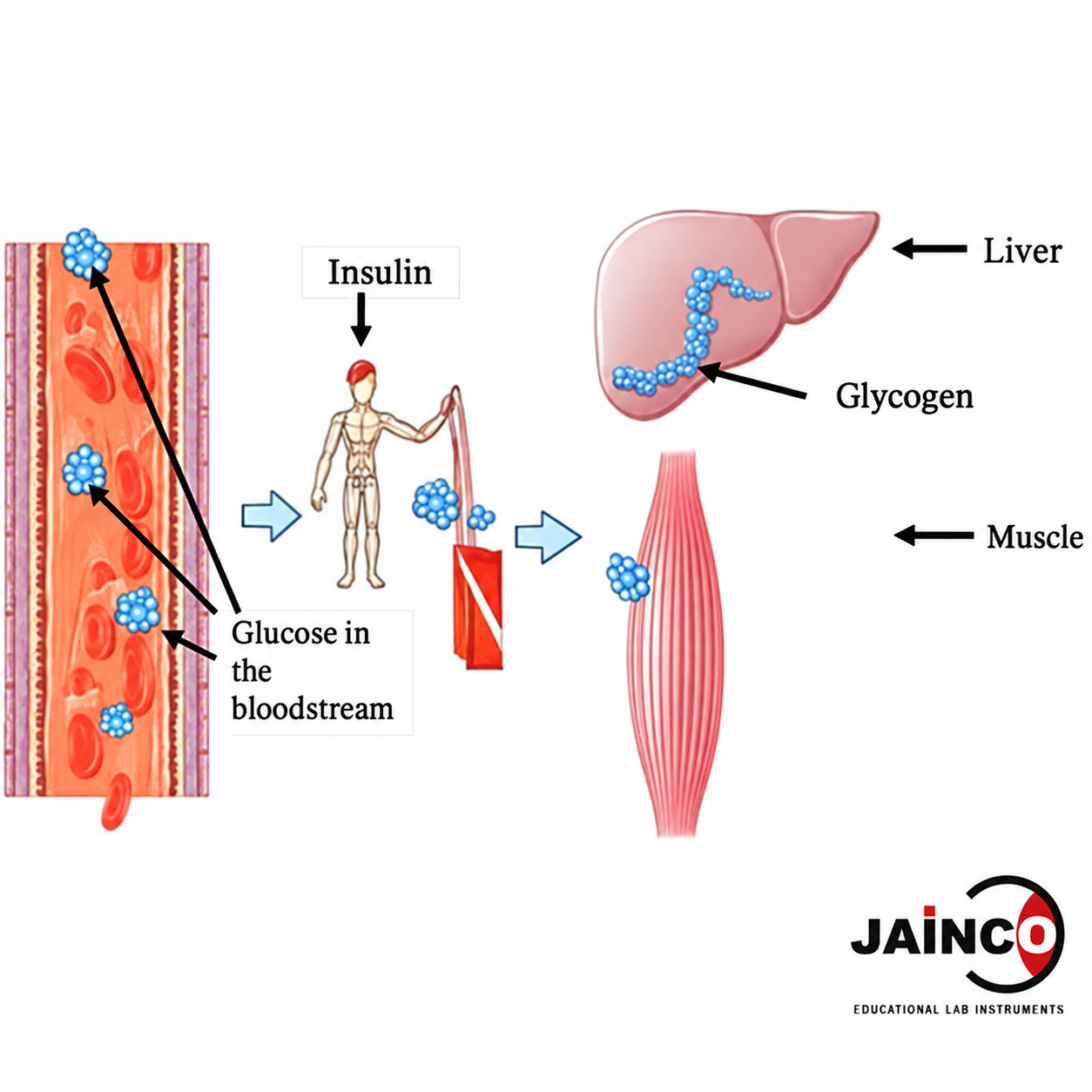 Glycogen Cycle Model
